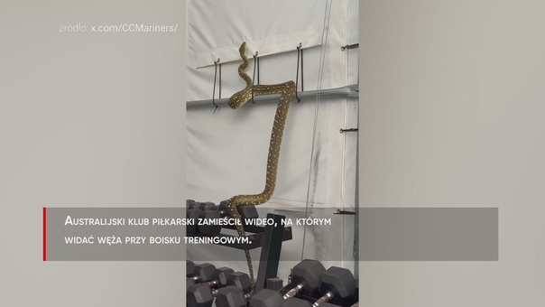Przerażające sceny. Niebezpieczny gad przerwał trening